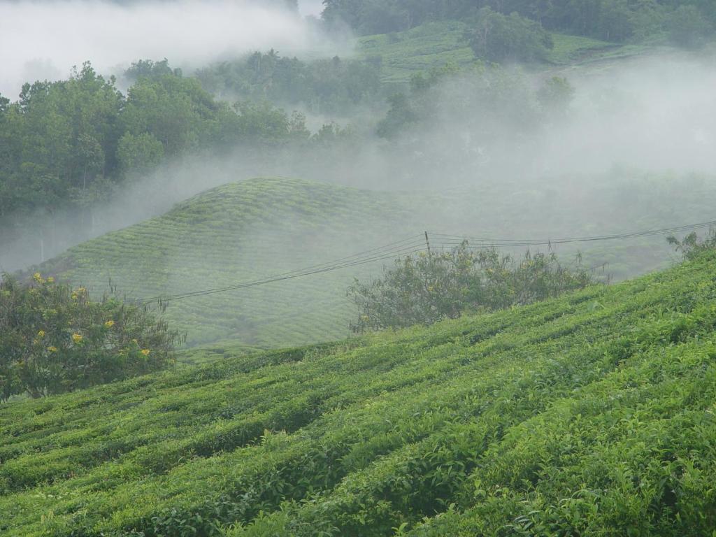 Sabah Tea Garden-Longhouses Ранау Экстерьер фото